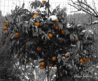 xionia portokalia